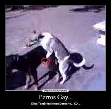 Resultado de imagen de perros homosexuales