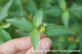 Image result for Synedrella nodiflora
