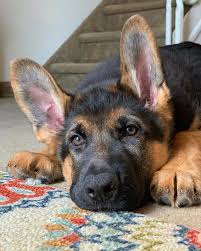 German shepherds, labrador retrievers, golden retrievers, boxers, yorkshire terriers, designer breeds and more! Red Rock German Shepherds Home Facebook