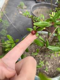 Relatively easy to care for, this tree, its flower, and fruit all have profound historical and cultural significance. We Have A Pomegranate Bush That Has Been Growing For Nearly Six Years Without A Single Fruit Imagine Our Excitement When We Saw This Little Guy Gardening