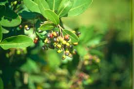 Image result for Apodytes dimidiata