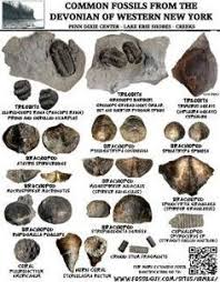 Fossil Identification Sheets For Maryland Virginia New