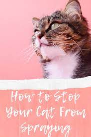 How To Stop Your Cat From Spraying Cat Spraying No More Cat Tricks Cat How To Cat Spray Cats Cat Pee
