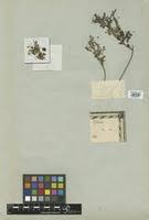 Image result for Phyllanthus nummulariifolius