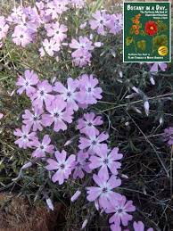 Image result for Polemoniaceae