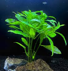 Image result for Pogostemon rogersii