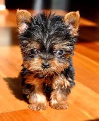Teacup Black And Brown Yorkie Cassie S Closet Yorkie Puppy Micro Teacup Yorkie Cute Animals