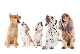Why Do Dogs Howl At Sirens Ultimate Pet Nutrition