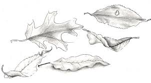 Check spelling or type a new query. Autumn Leaves Drawing By Penrith Goff