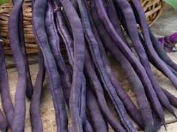 Fabriquer Une Rame Pour Les Haricots Et Autre Grimpante Du Potager