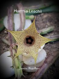 Image result for Huernia leachii