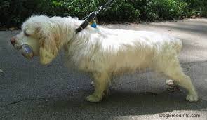 We live about 70 miles from yellowstone national park in wyoming. Clumber Spaniel Dog Breed Information And Pictures