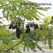 Image result for Caesalpinia sappan