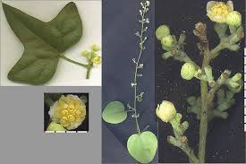 Image result for Menispermaceae