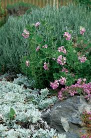 Image result for Pelargonium domesticum round-leaved bushy