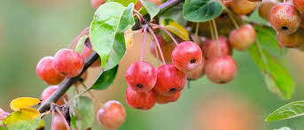 the best crab apple trees for colour and form gardens