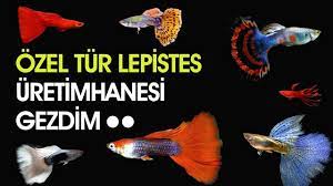 kerimin pet dunyasi sayfa 15 akvaryum dunyasi beta baligi bitki akvaryumlari deniz akvaryumlari ile ilgili genel egitici ogreti beta baligi lepistes koi