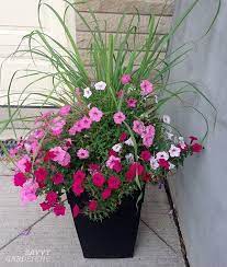 These can all be grown in containers, pots or planters as well as in the garden bed. Container Plants For Full Sun Choices For Colour Foliage And Texture Container Plants Container Gardening Flowers Full Sun Plants