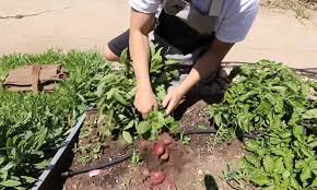 In addition, planting potatoes in planters frees up your garden to grow other things. Spectacular Spuds How To Grow Potatoes Epic Gardening