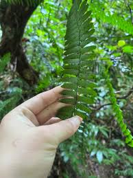 Image result for Arthropteris palisotii