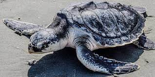 Kemp's ridley sea turtle (lepidochelys kempii) is the smallest sea turtle in the world. Kemp S Ridley Sea Turtle National Wildlife Federation