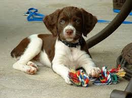 Goggie Ob Teh Week Baby Brittany Brittany Dog Brittany Spaniel Puppies Brittany Puppies