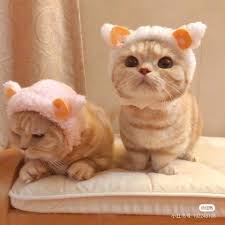 pin by 嵐莉 on cute baby cats cute cats and dogs cute baby animals