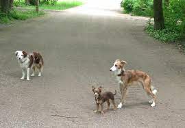 Das „münchner forum mensch und hund sammelte 2.222 unterschriften gegen die pläne der parkverwaltung. Englischer Garten Der Hot Spot Fur Hunde Lumpi4 De Hundemagazin