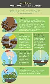 How to grow a tea garden. Grow A Tea Garden Fix Com