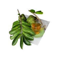 Apakah khasiat buah durian belanda pada kesihatan? Jual Daun Sirsak Nangka Belanda Atau Durian Belanda Annona Muricata L Kab Banyuwangi Ud Rival Hanip Tokopedia