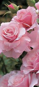 alida abreu (alidaabreu)