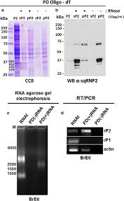 Berufserfahrung von emanuele de giorgi. Selectively Rna Interaction By A Hnrnpa B Like Protein At Presynaptic Terminal Of Squid Neuron Springerlink