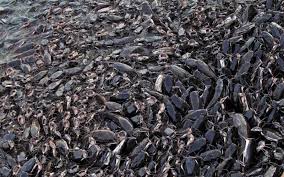 Inilah untung rugi ternak lele yang wajib diketahui peternak pemula. Ingin Coba Budidaya Ikan Lele Ini Perhitungannya Bermodal Rp2 Jutaan Okezone Economy