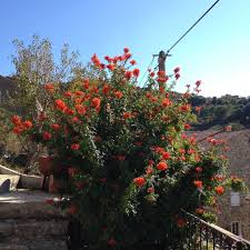 Le Jardin D Antoine A L Automne Jardins Spa De Nage Chevrefeuille