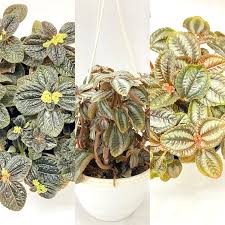 Image result for Faroa involucrata