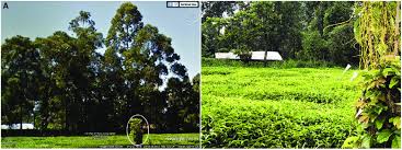 Image result for Cuscuta kilimanjari