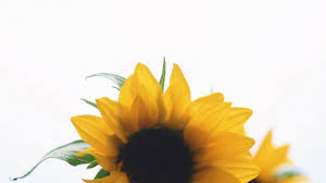 We have got 13 pics about aesthetic sunflower white background images, photos, pictures, backgrounds, and more. Flowers Sunflowers White Background Image 2257218 On Favim Com