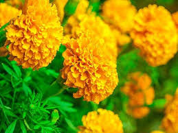 Perennial flowers that keep bugs away. Did You Know These Plants Can Keep Insects Away Times Of India