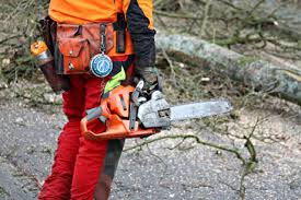 Einen baum zu fällen ist nur in den wintermonaten (30. Siegen Radikale Geholzschnitte Ab 1 Marz Verboten Wirsiegen Das Siegerland Portal