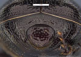 Image result for Empogona sp. A