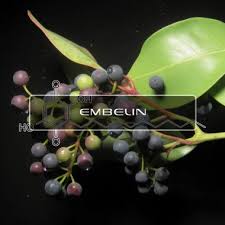 Image result for Embelia schimperi