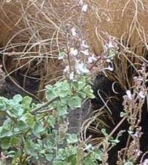 Image result for Aeollanthus parvifolius