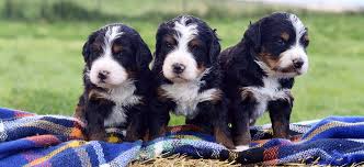 Buy your bernedoodle puppy directly from a trusted breeder. Bernedoodle Puppies By Mountain Blue Doodles In Utah Premium Breeder Of Bernedoodle Puppies