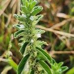 Image result for Leucas neuflizeana