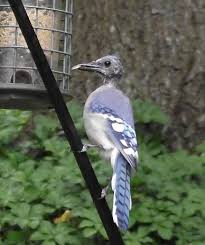 Black Bird With Blue Head And Neck Pin By Duncraft On For The Birds Birds Beautiful Birds Small Birds