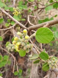 Image result for Cordia monoica