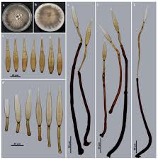 Image result for Sericostachys