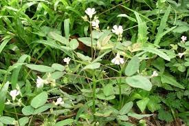 Image result for Oxalis barrelieri