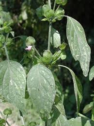 Image result for Dicliptera capitata