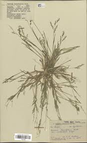 Image result for Panicum schinzii